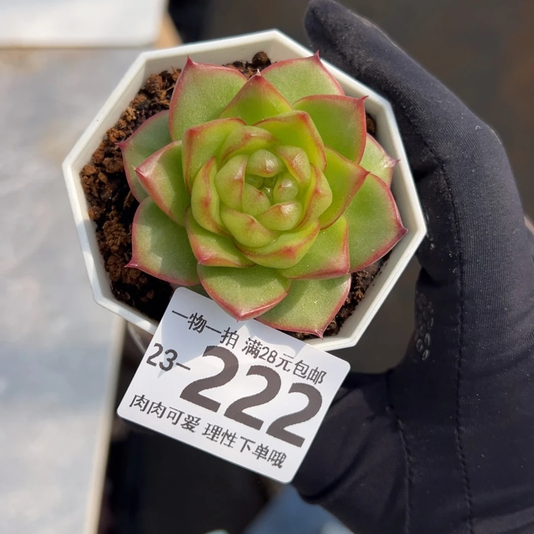 【闪购商品】果漾多肉植物