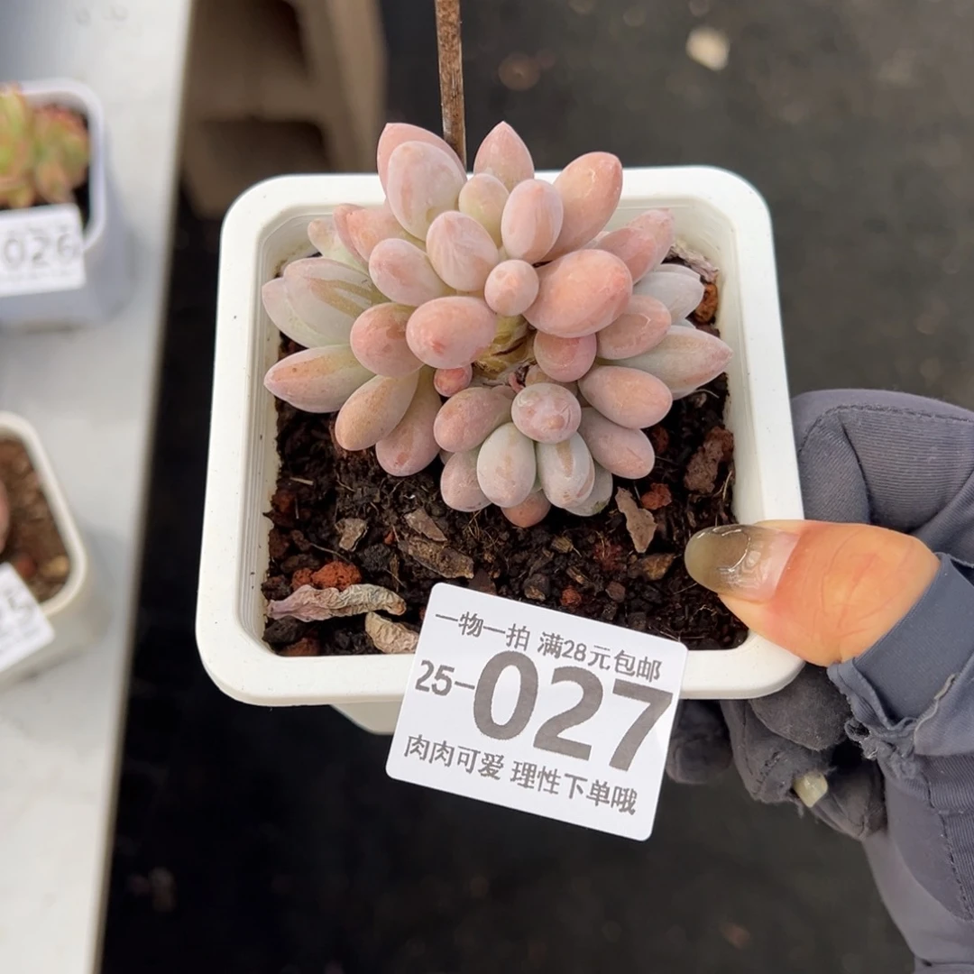 【闪购商品】汤圆多肉