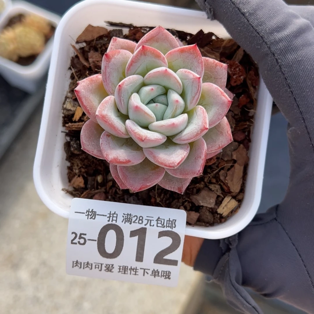 【闪购商品】维特多肉