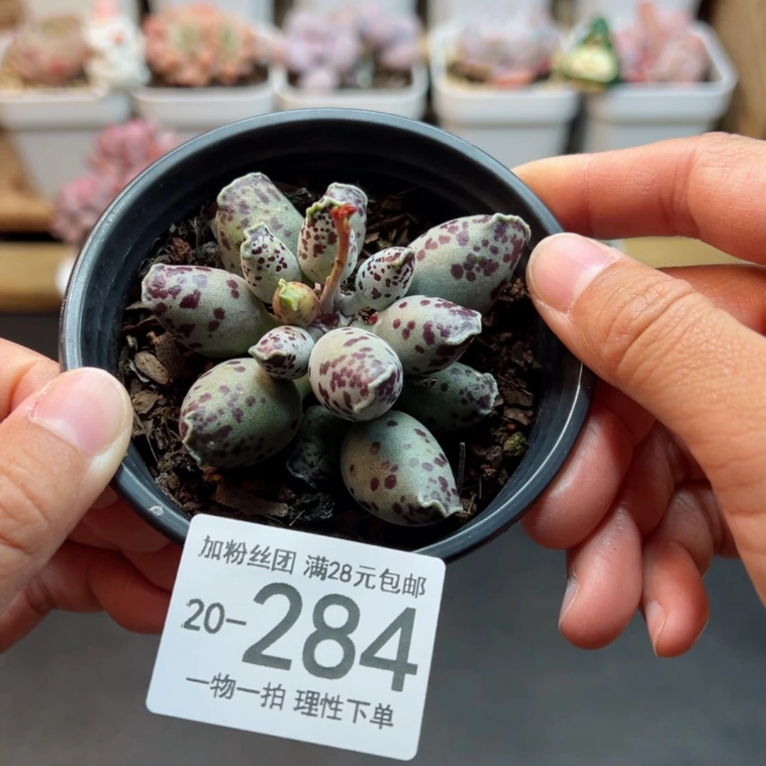 【闪购商品】海豹多肉