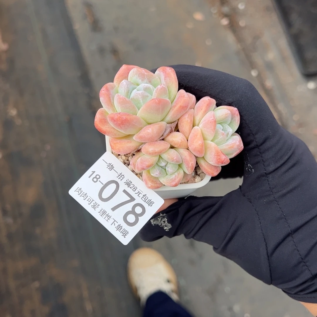 【闪购商品】冰玉多肉植物