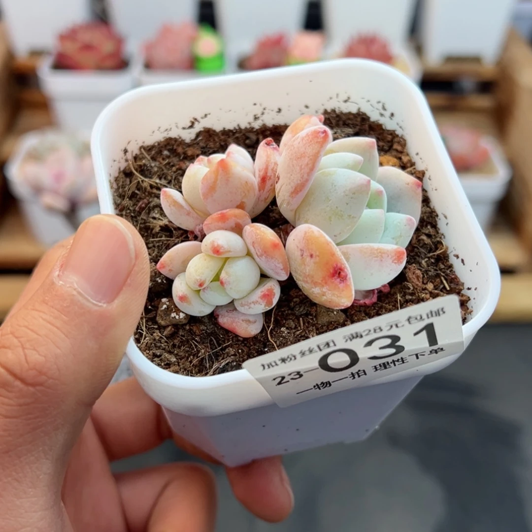 【闪购商品】冷香多肉