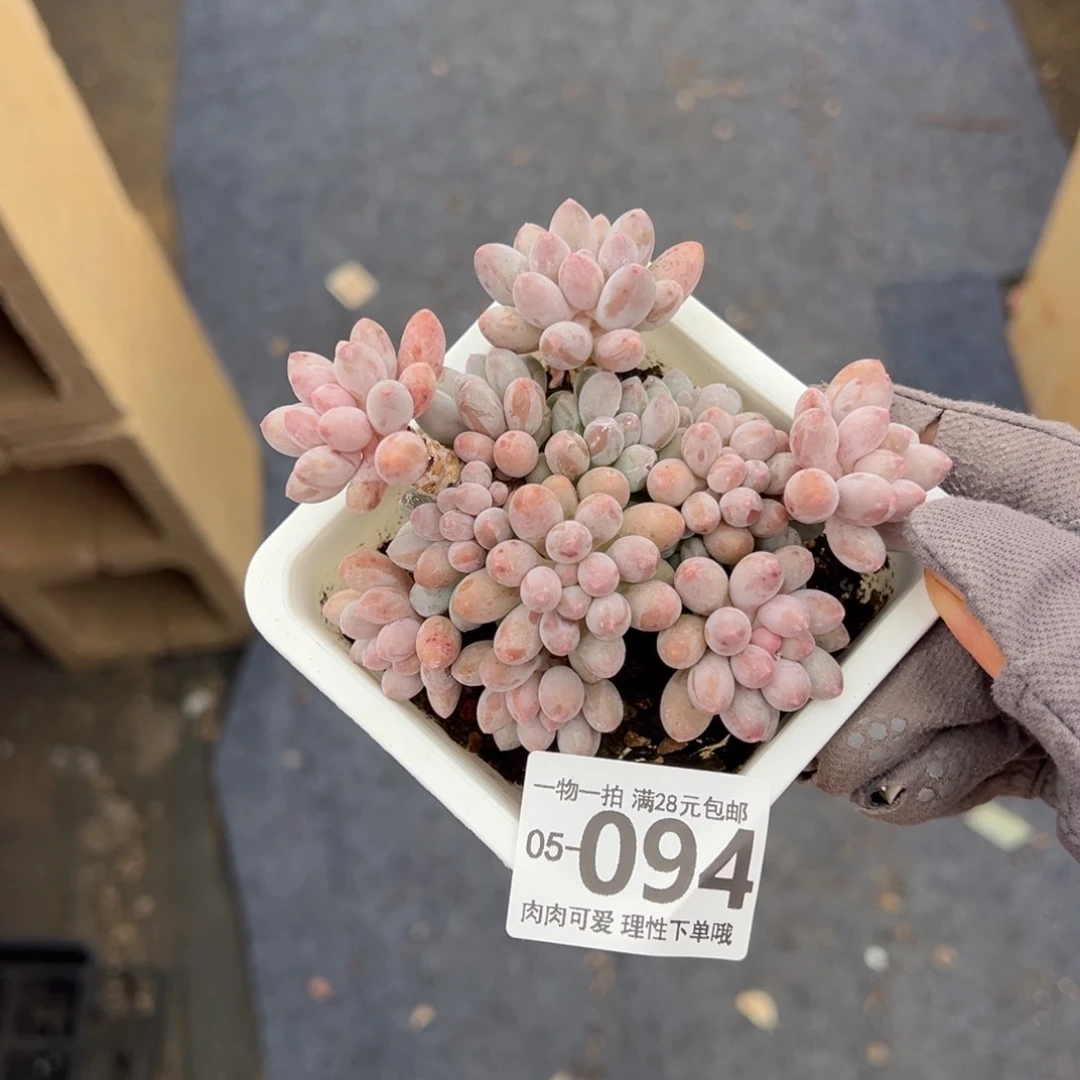 婴儿手指多肉多肉多肉多肉