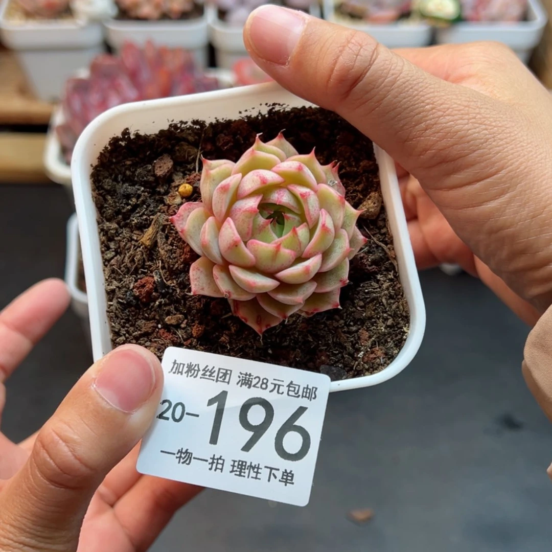 【闪购商品】苯巴蒂斯