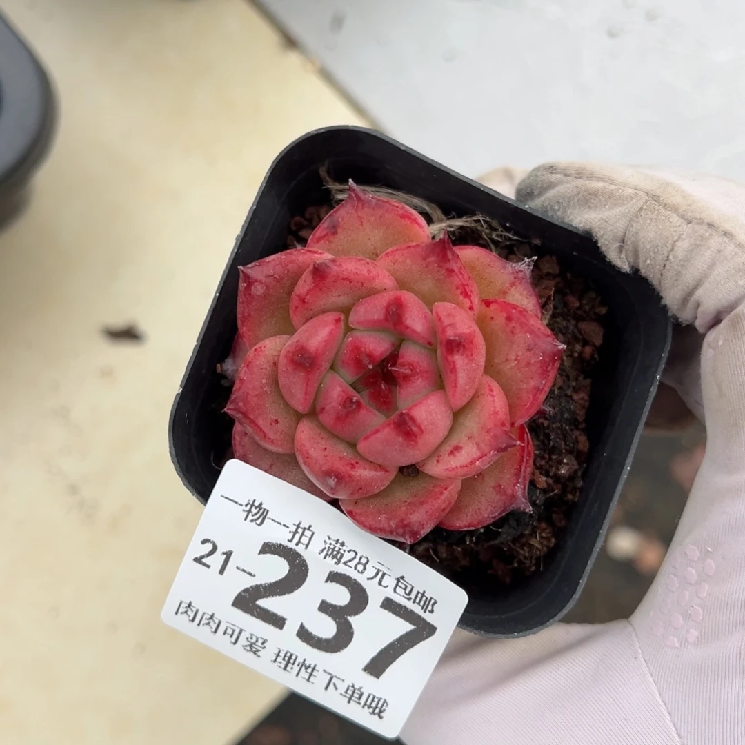 烈日红艳多多肉多肉多肉