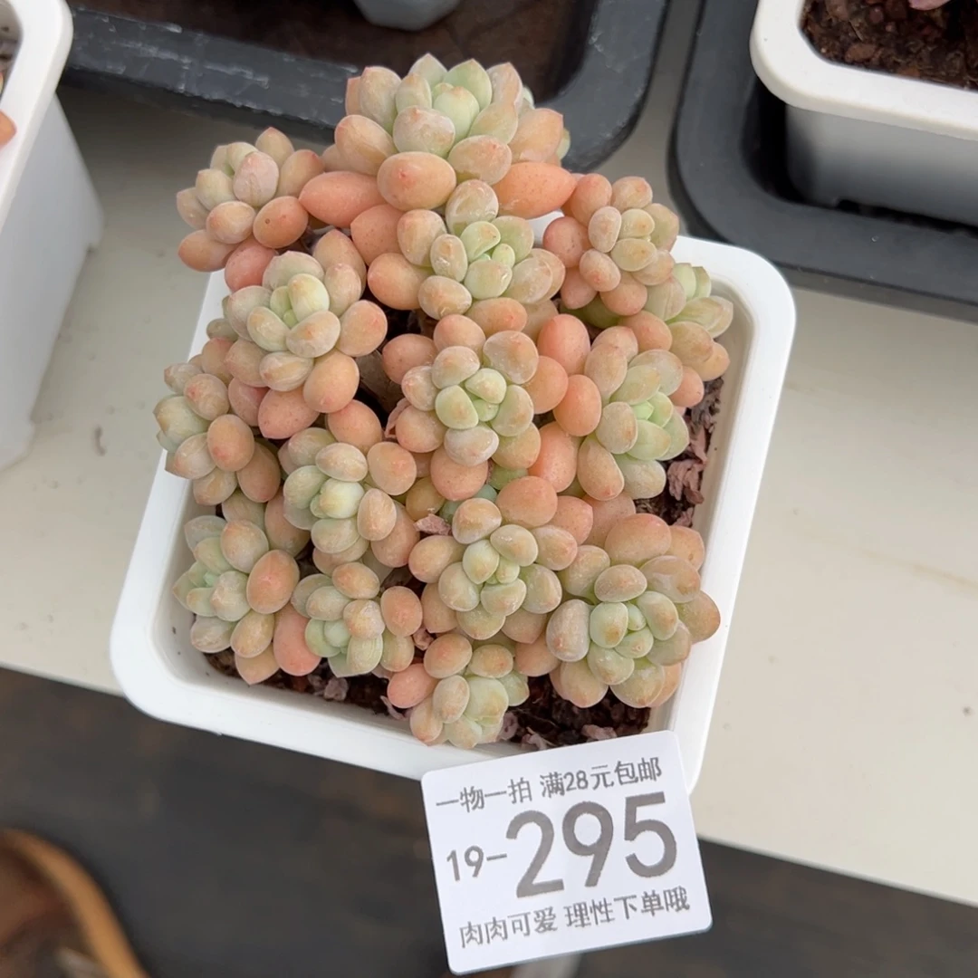 【闪购商品】洛可可多肉多肉