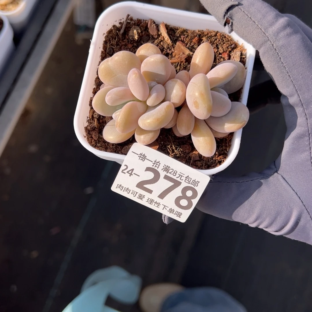 【闪购商品】粉兔多肉植物