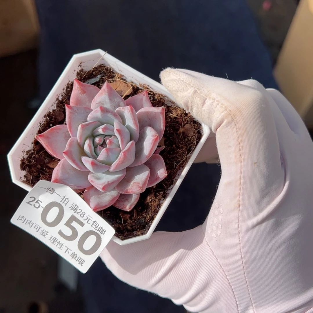 粉蓝鸟多肉多肉多肉多肉