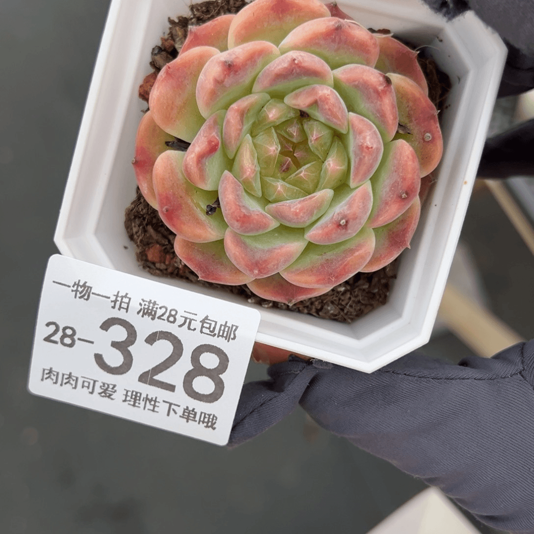 【闪购商品】糯冰多肉