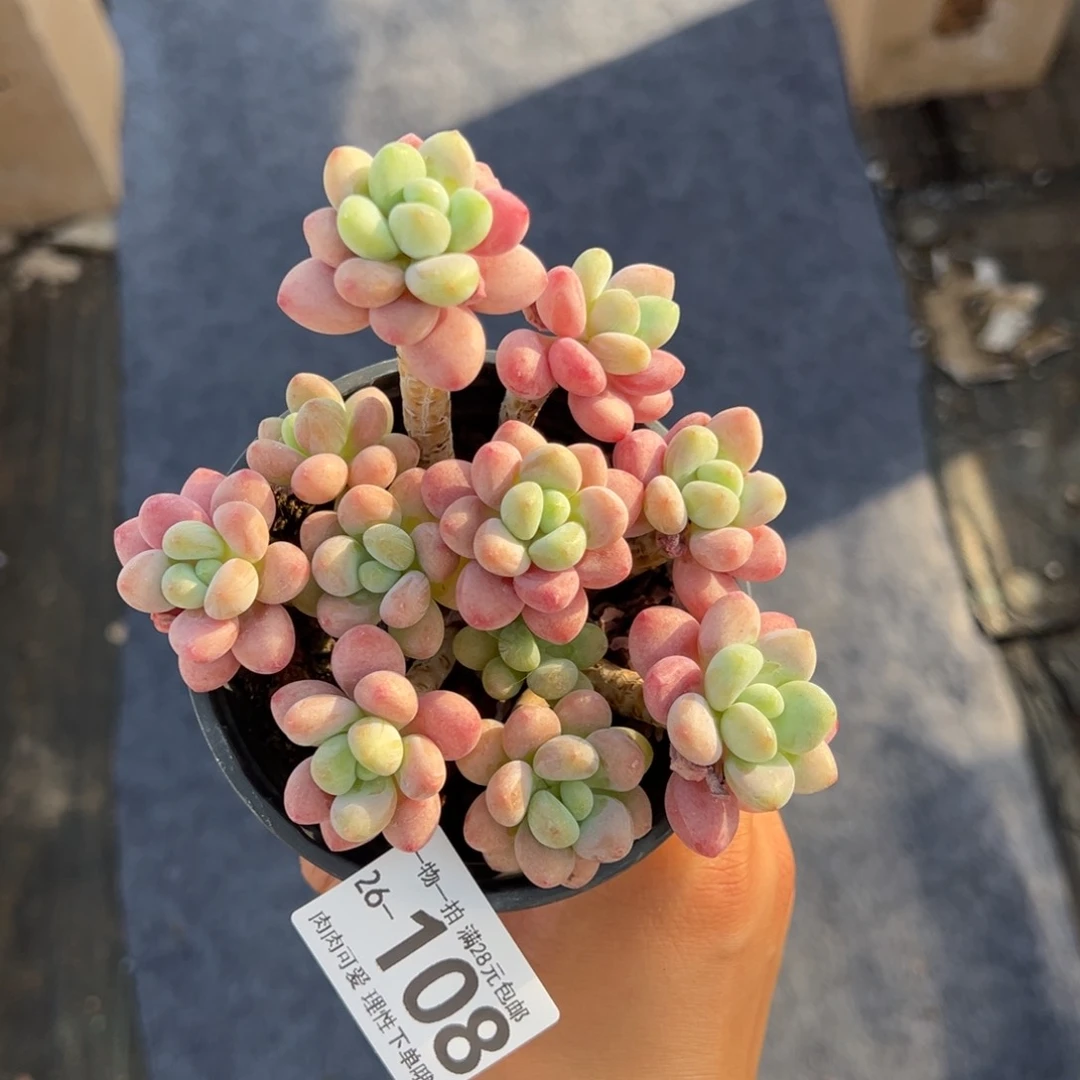 鱼子酱多肉老桩整群