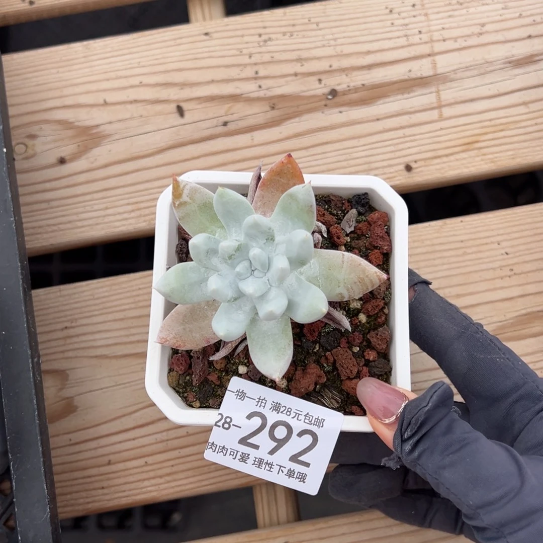 【闪购商品】奴婢吉娜多肉