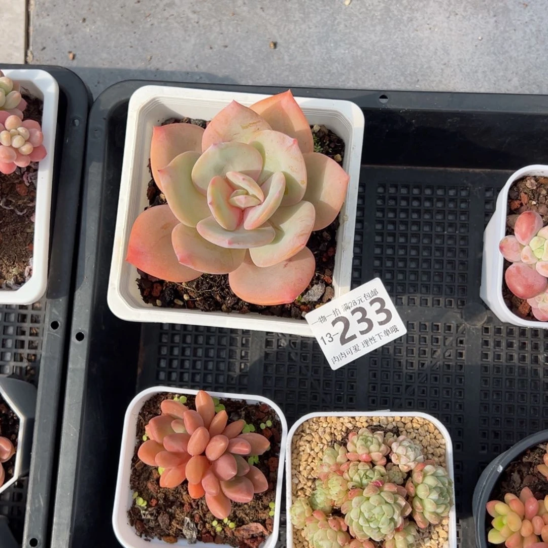 谢*谢白凤多肉多肉多肉