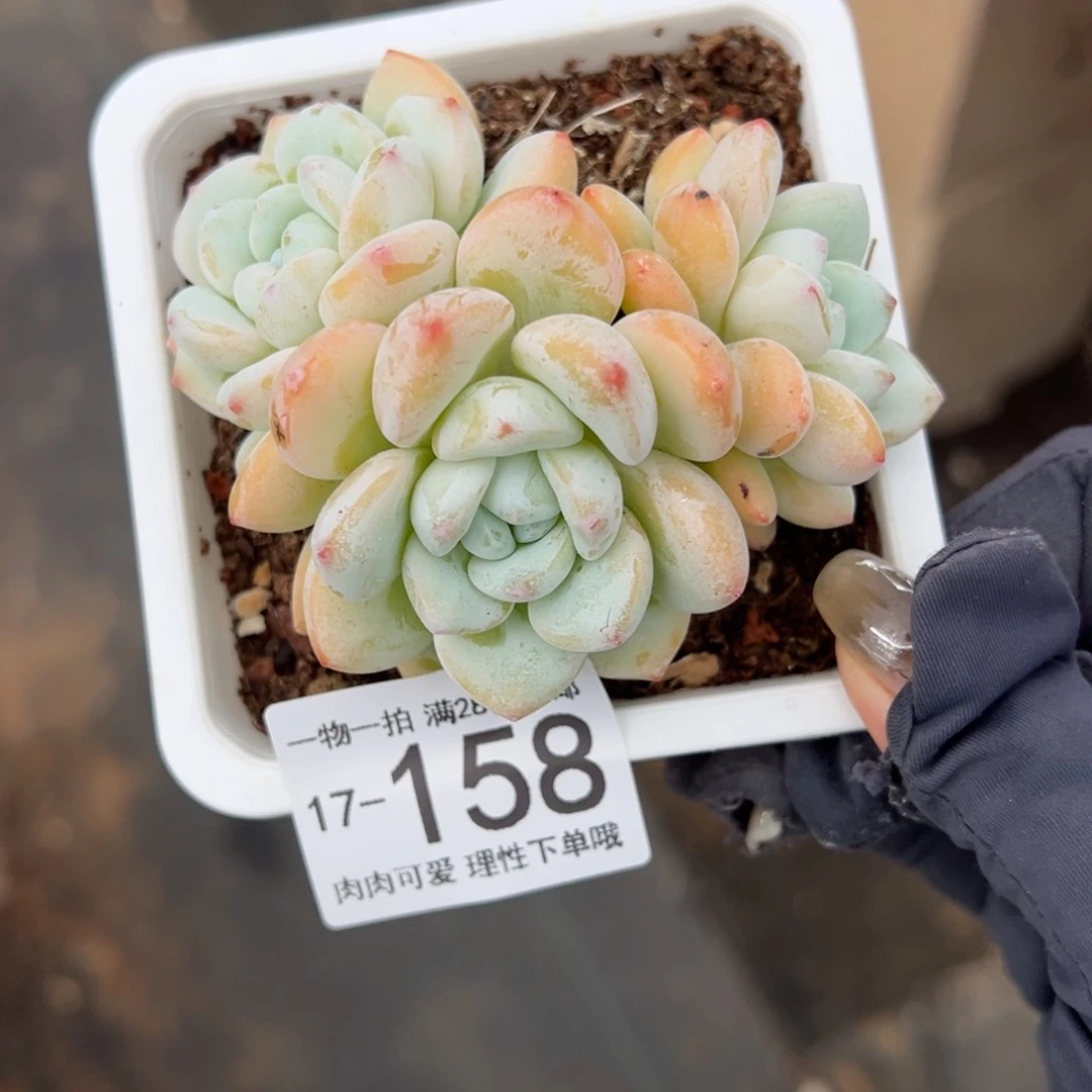 【闪购商品】冷香多肉