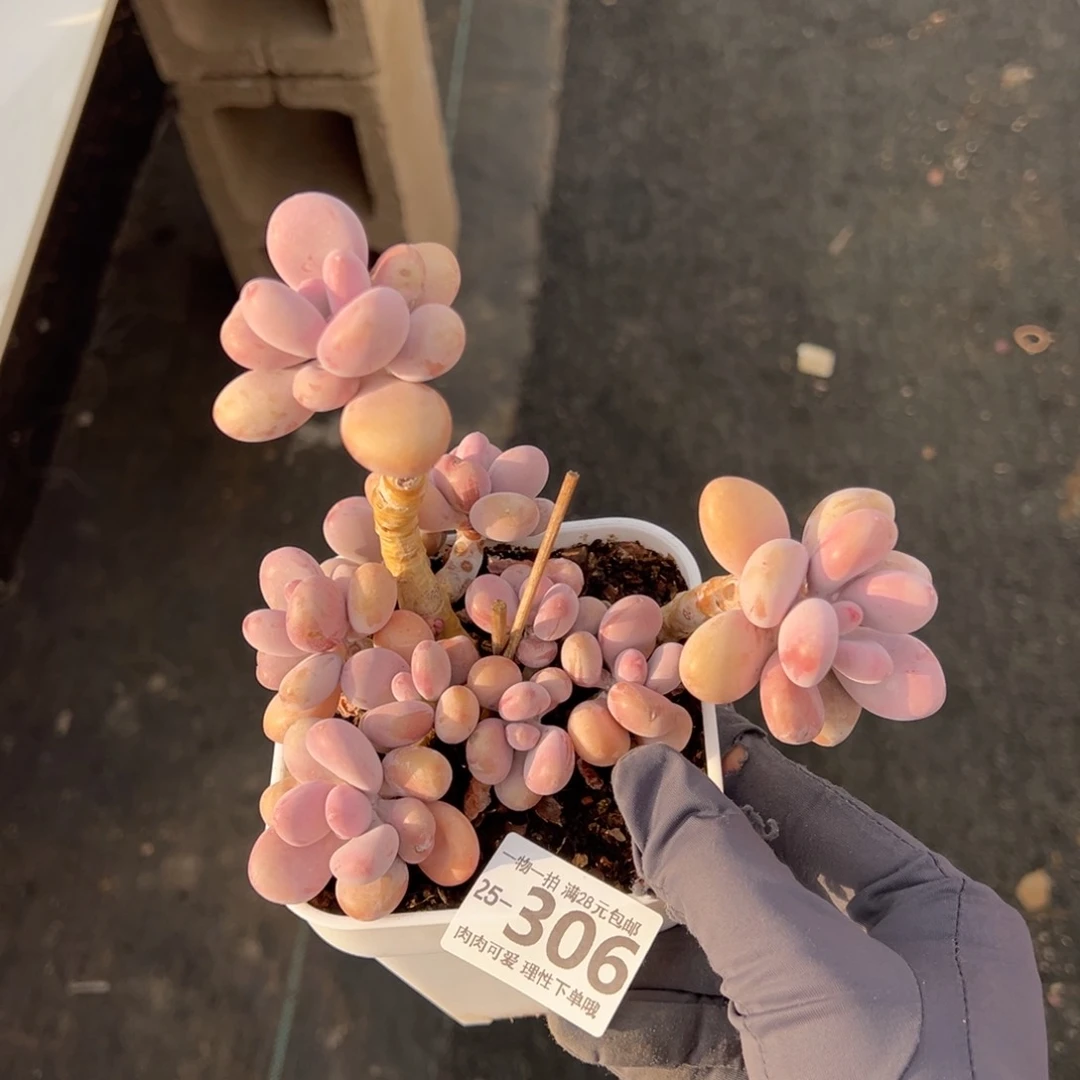 【闪购商品】桃蛋多肉