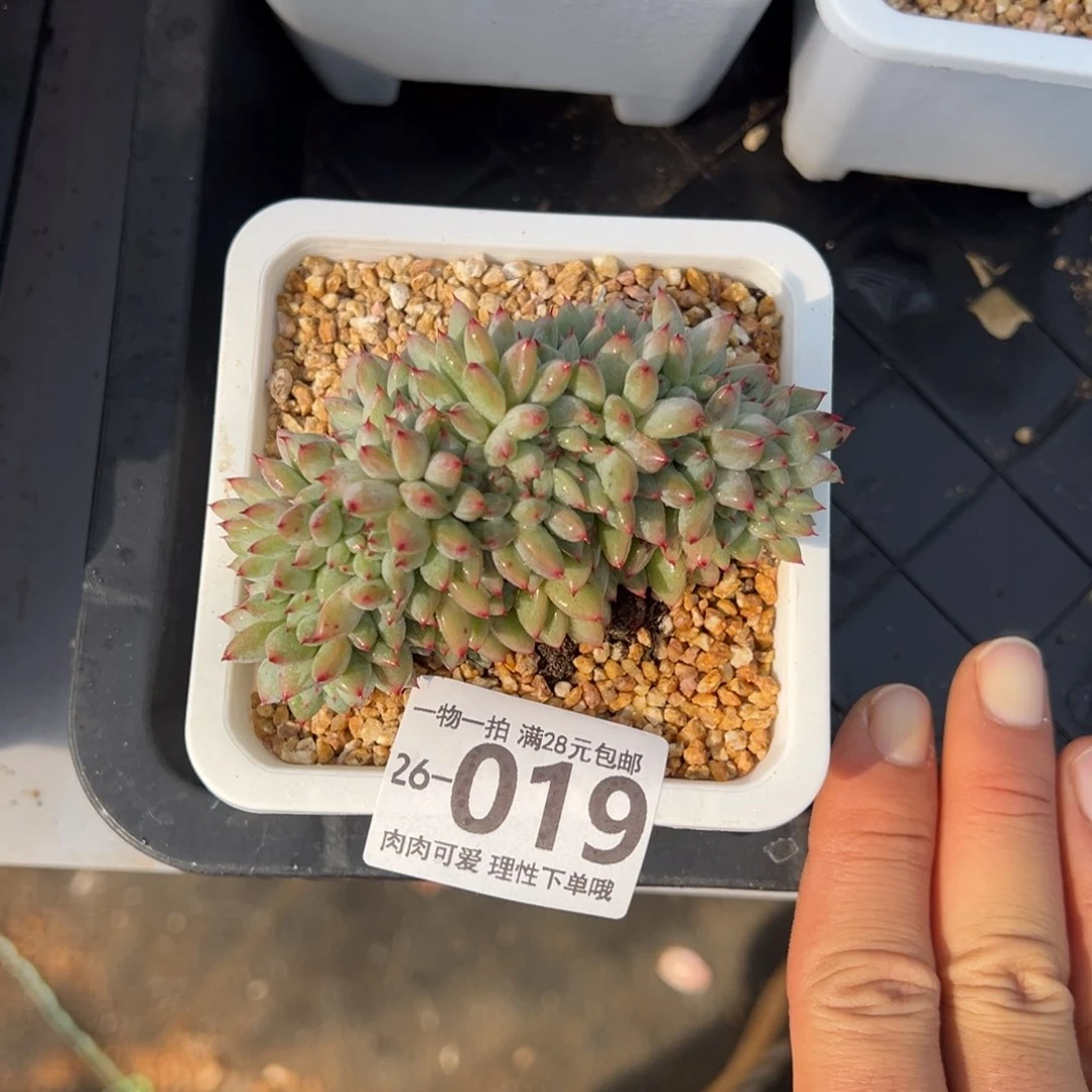胖丁缀化多肉植物
