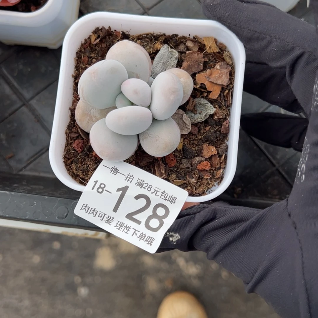 【闪购商品】奶酪多肉