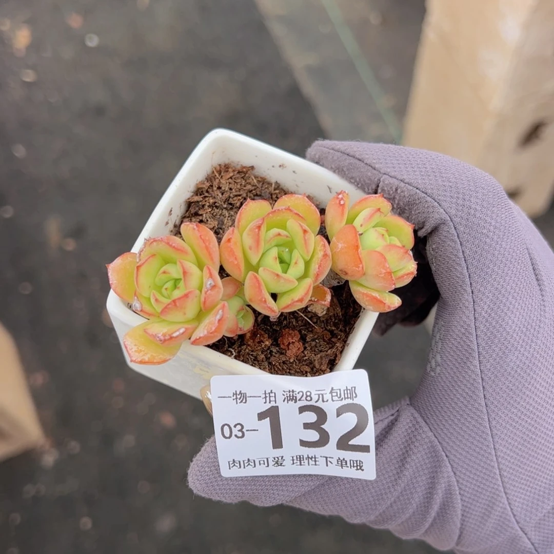 张****?红化妆老桩多肉多肉多肉