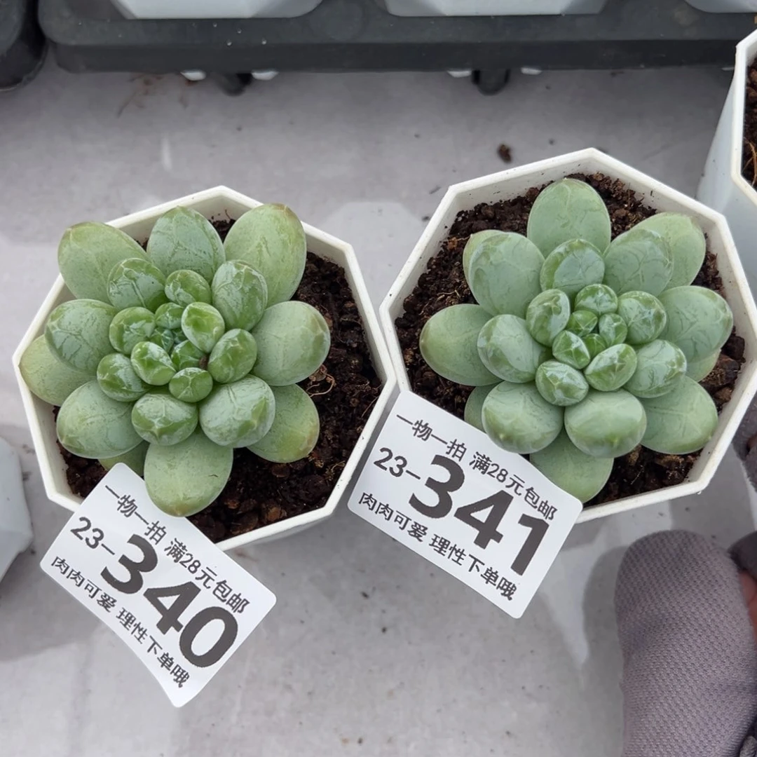 猪****屋绿心美人多肉多肉