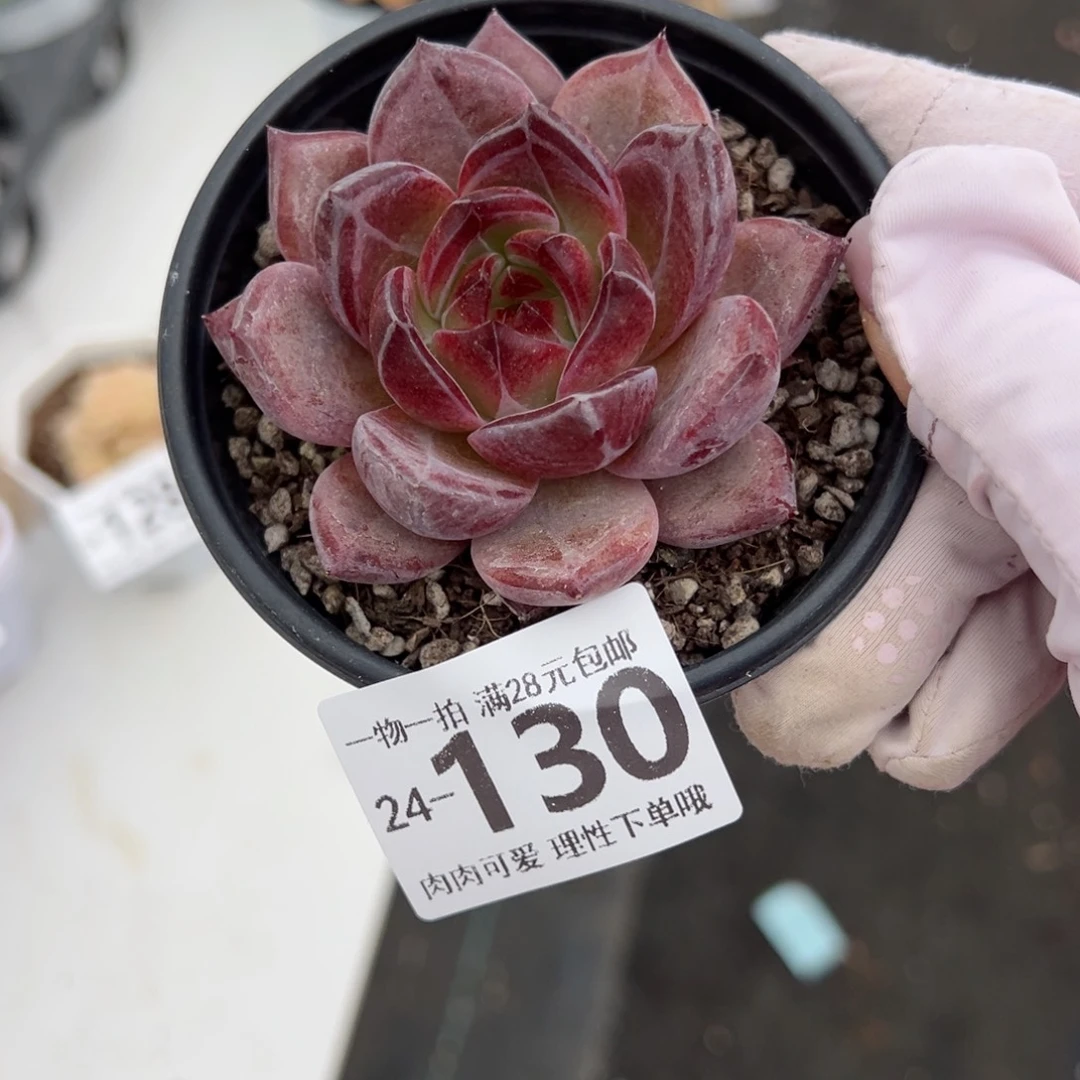 黑武士多肉多肉多肉多肉