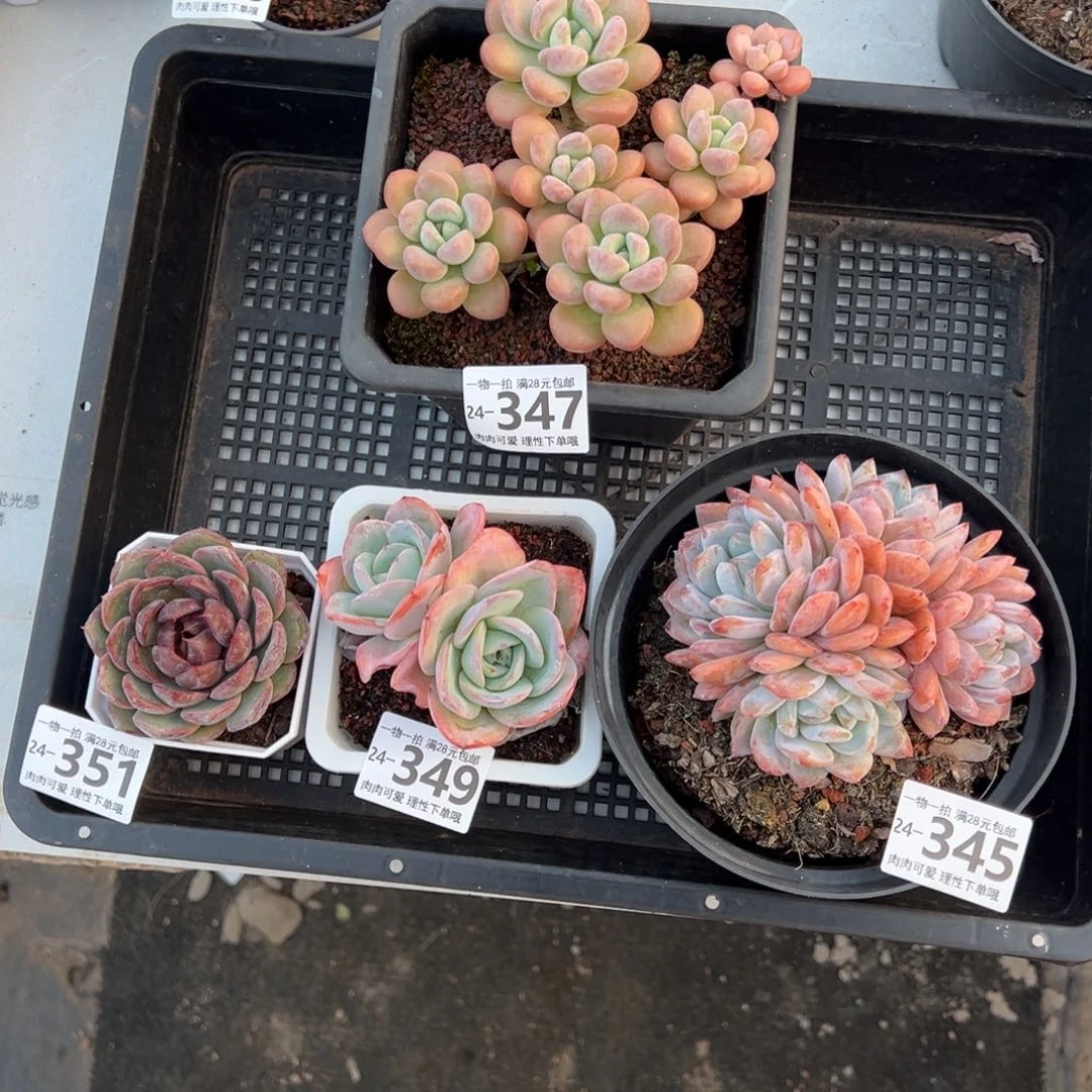 【闪购商品】多****记多肉植物