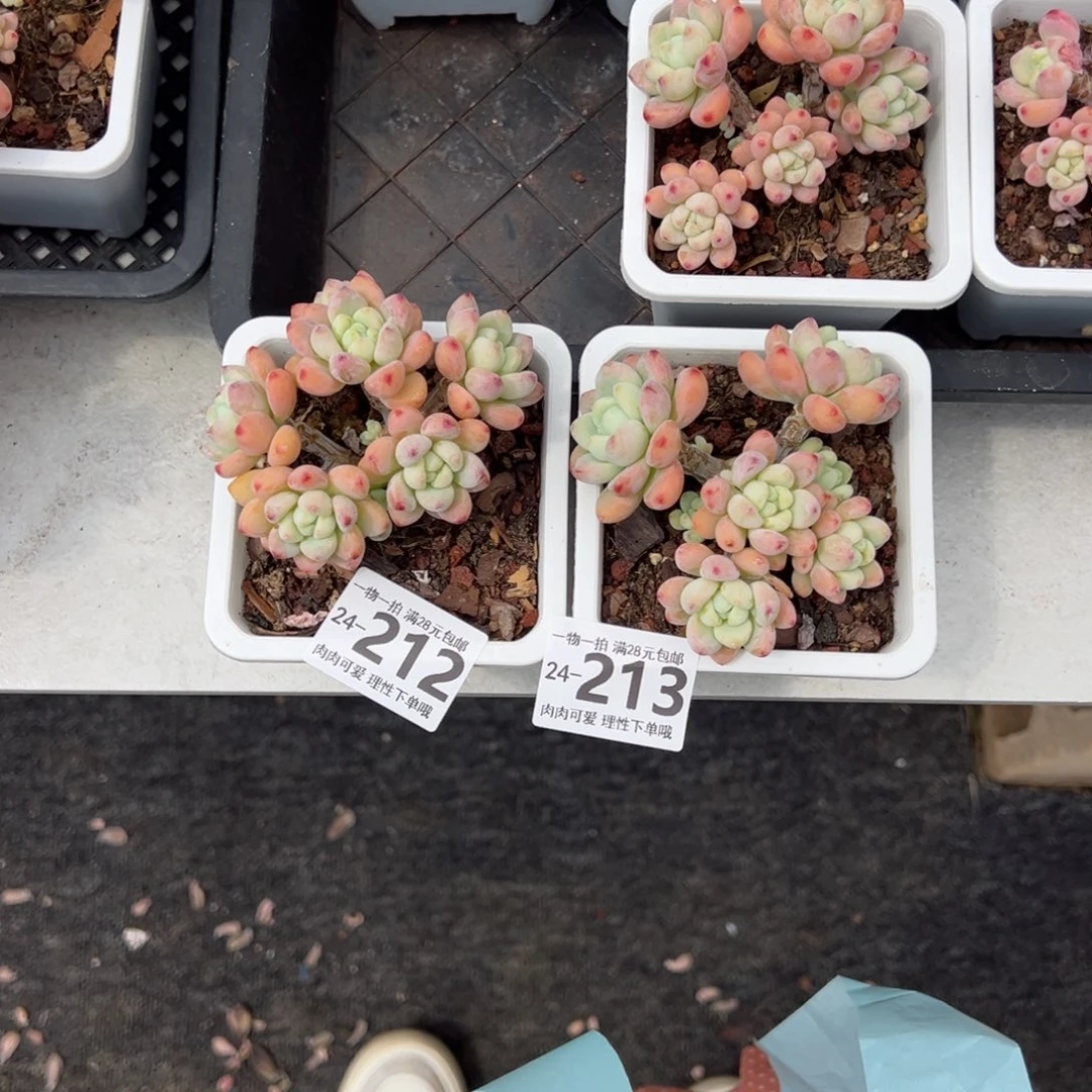 J*C樱花罗绮多肉多肉多肉