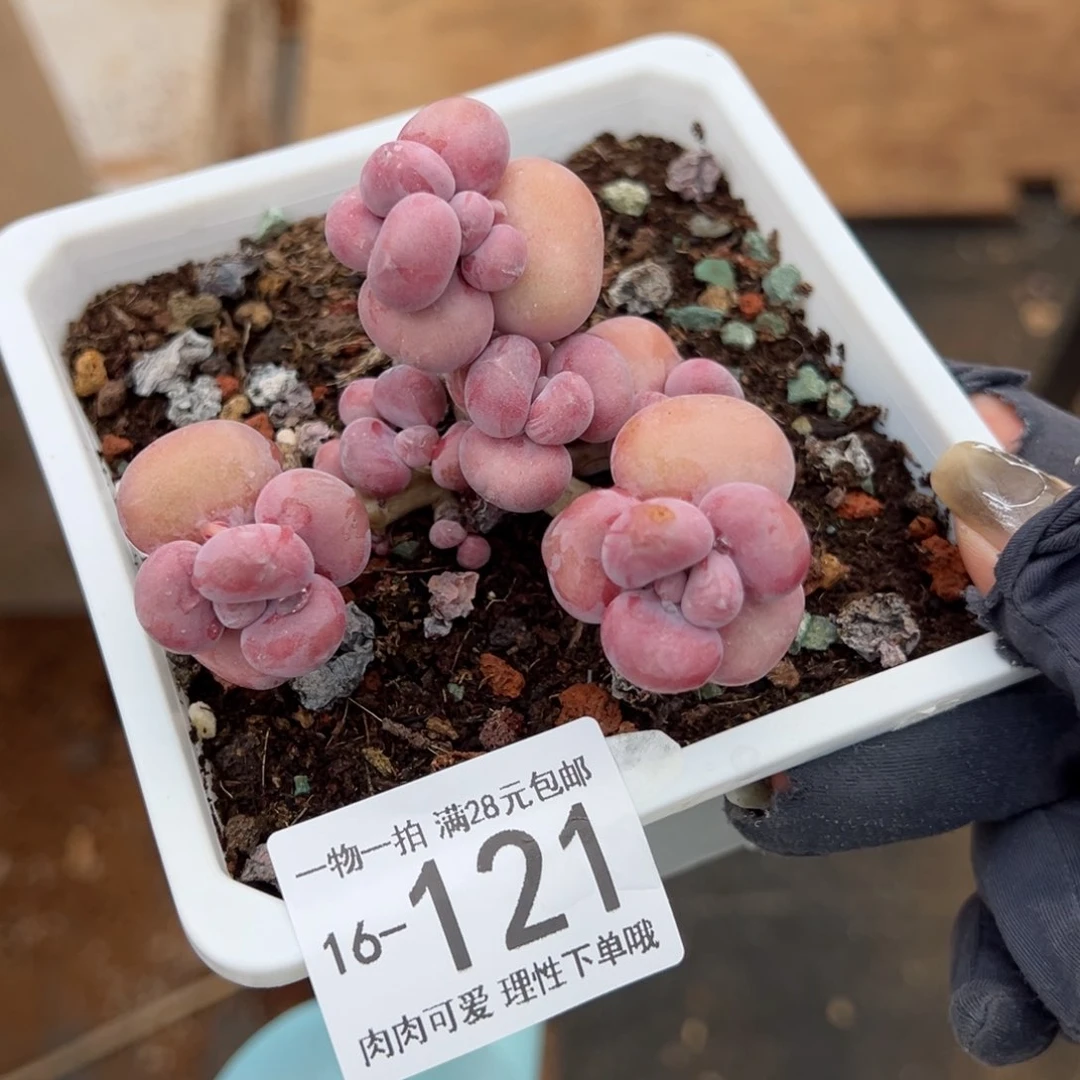 【闪购商品】腰子蛋