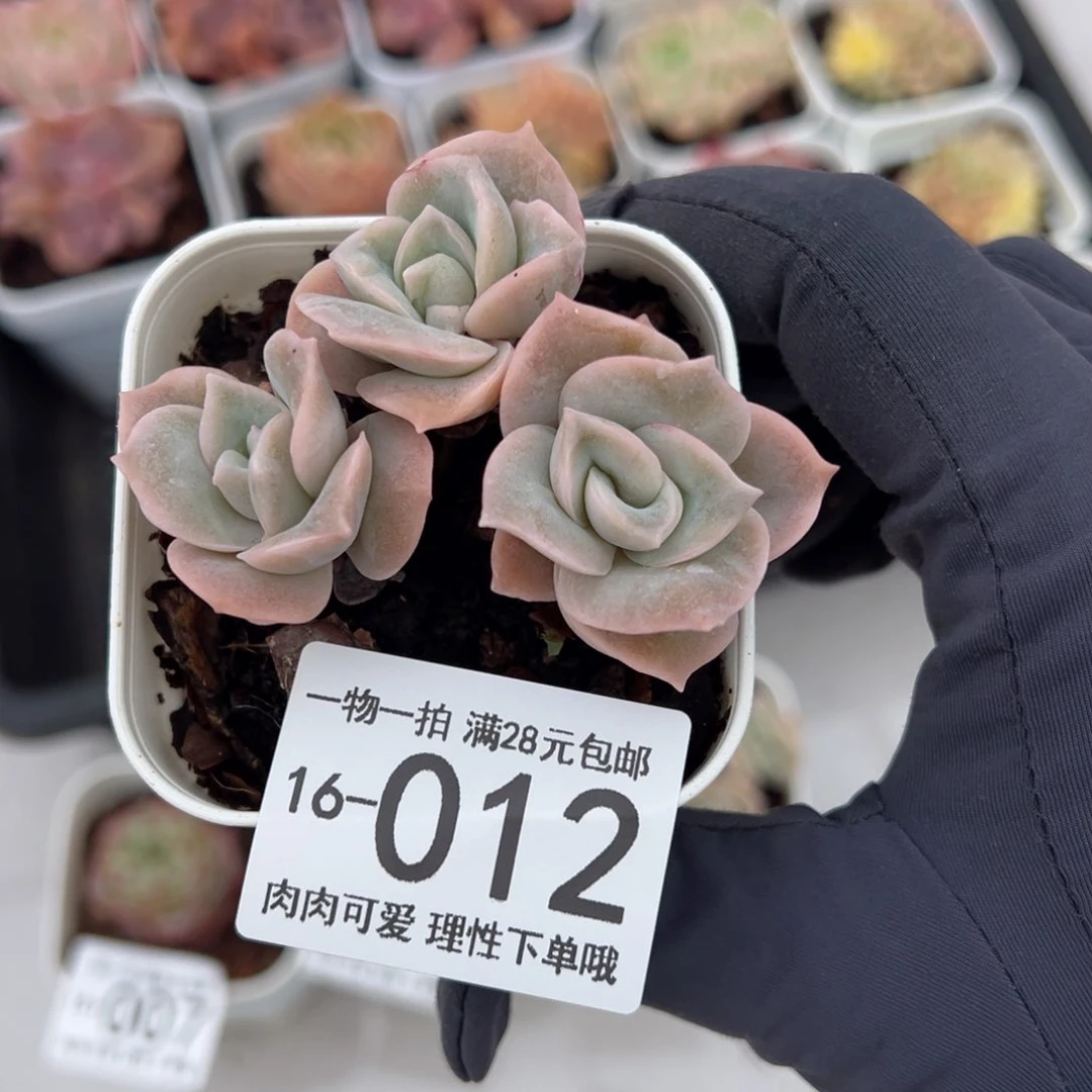 【闪购商品】可爱玫瑰