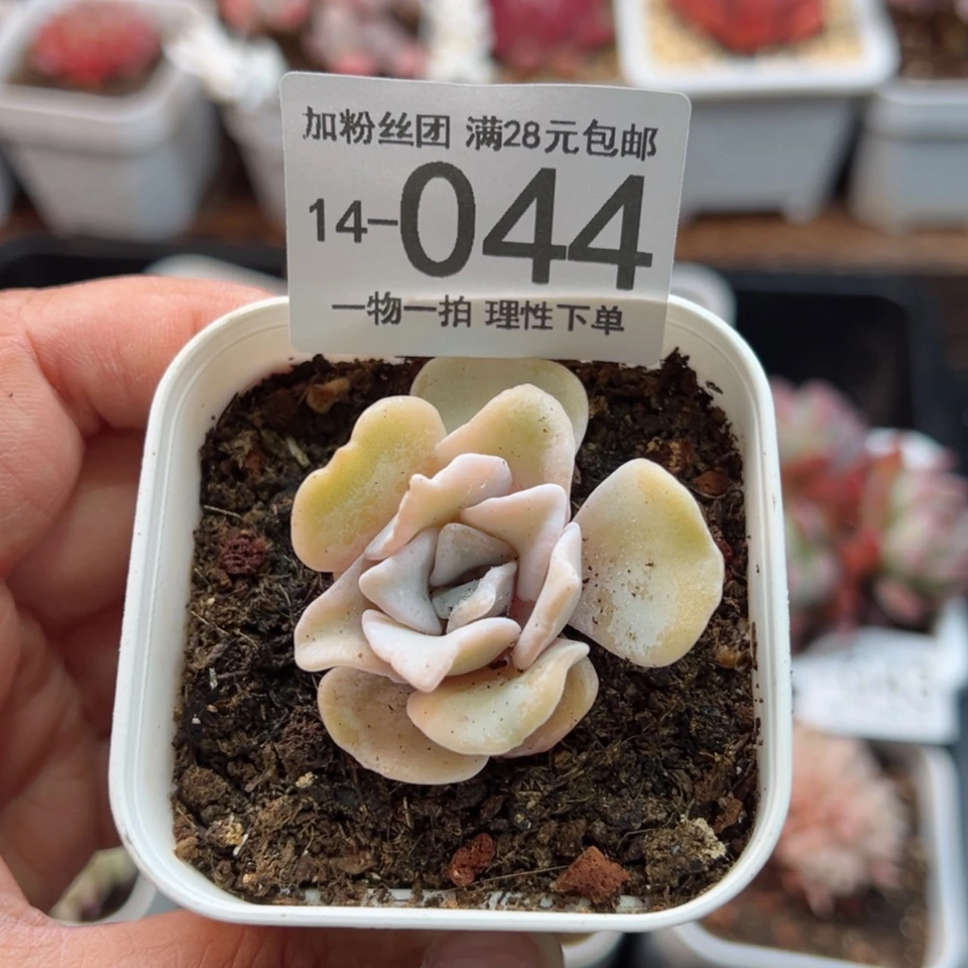 【闪购商品】芭蕾舞者