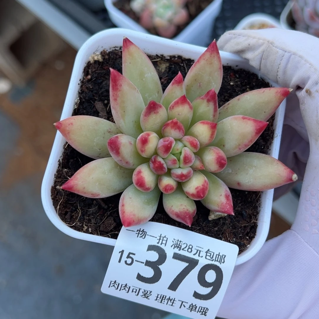 虞美人多肉多肉多肉多肉