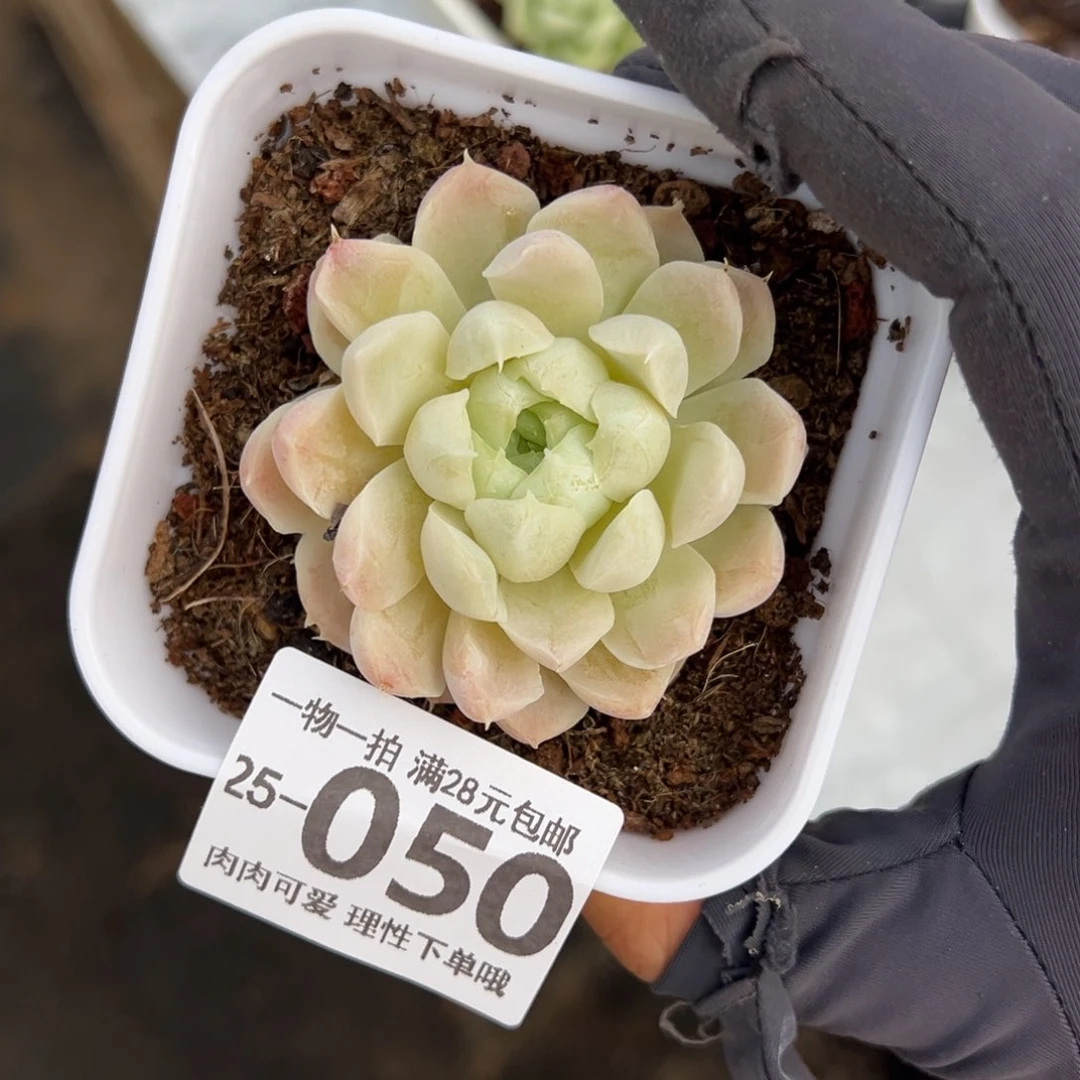 【闪购商品】奶油美人