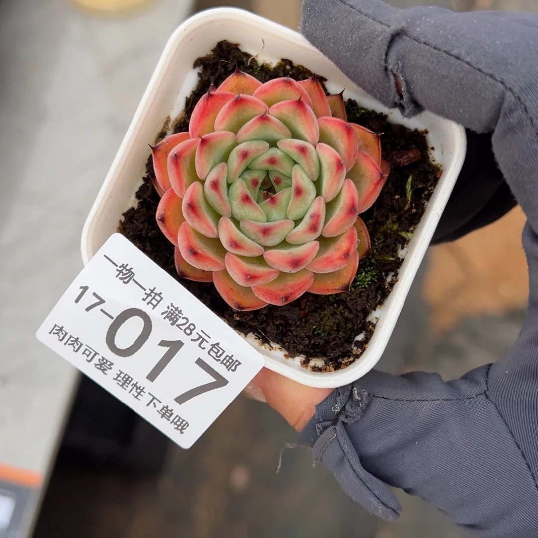 【闪购商品】星空珍妮多肉