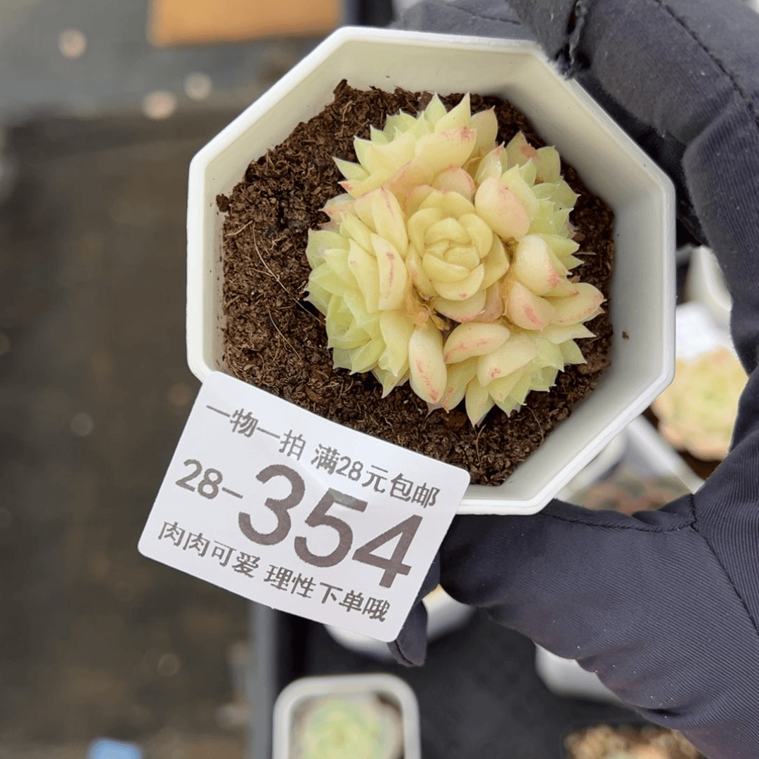 【闪购商品】白天鹅麦秆