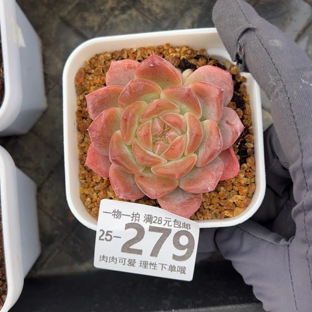 【闪购商品】红琥珀