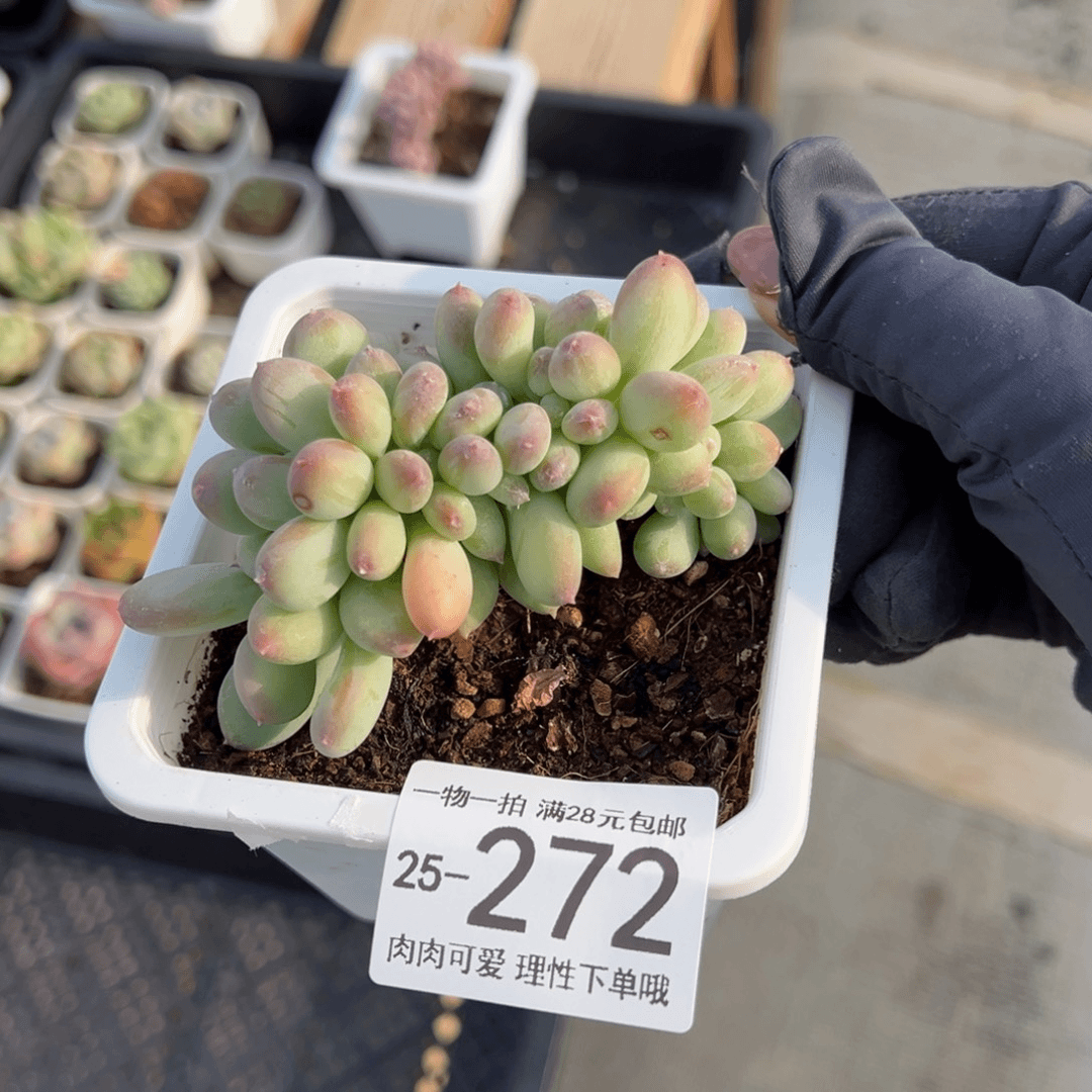 【闪购商品】苹果奶缀