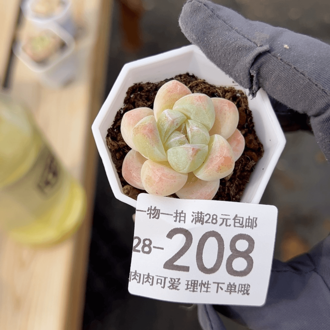 【闪购商品】冰玉多肉植物