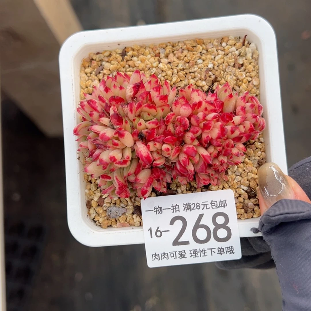 【闪购商品】红拉糖缀化