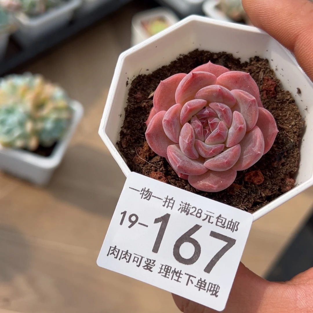 【闪购商品】草莓果酱多肉