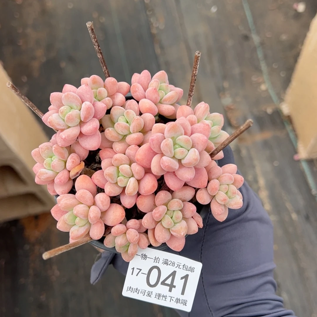 【闪购商品】鱼子酱