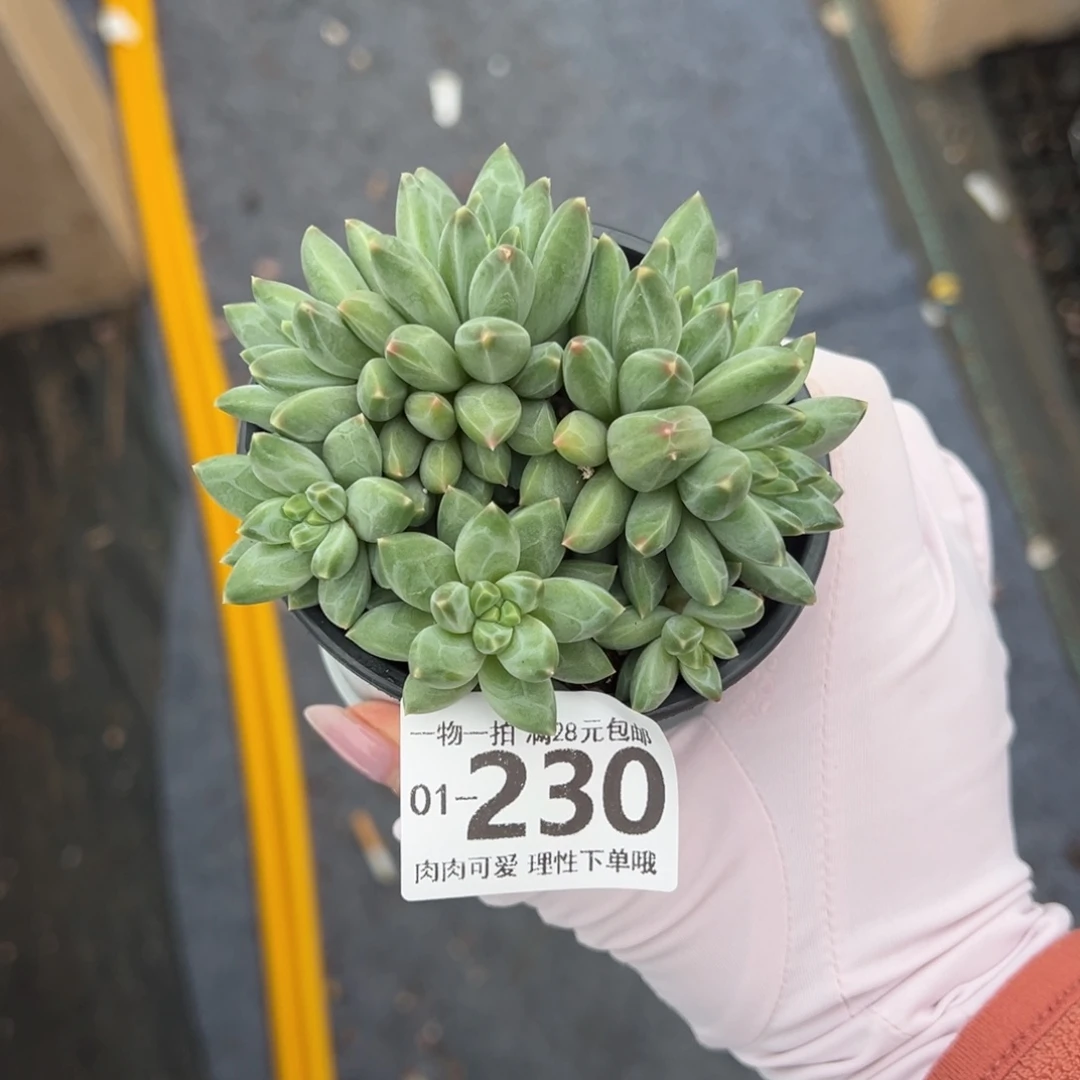 陨石多肉多肉多肉多肉