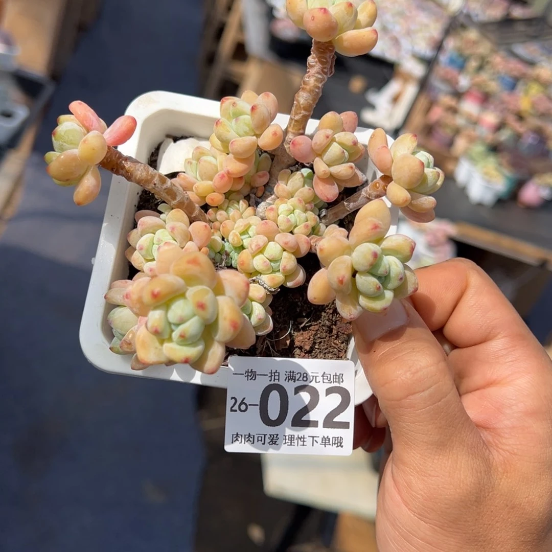 罗绮多肉多肉植物劳尔