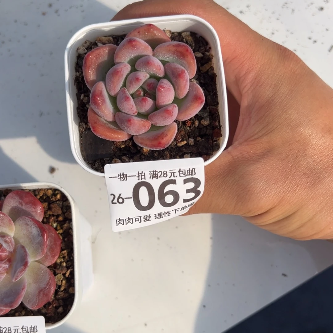 蛋吉单头多肉多肉植物