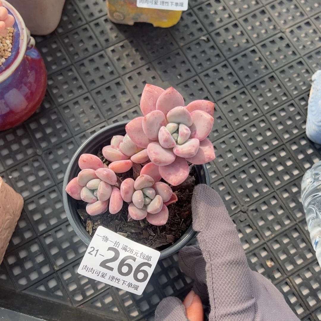 花斑鹿多肉多肉多肉