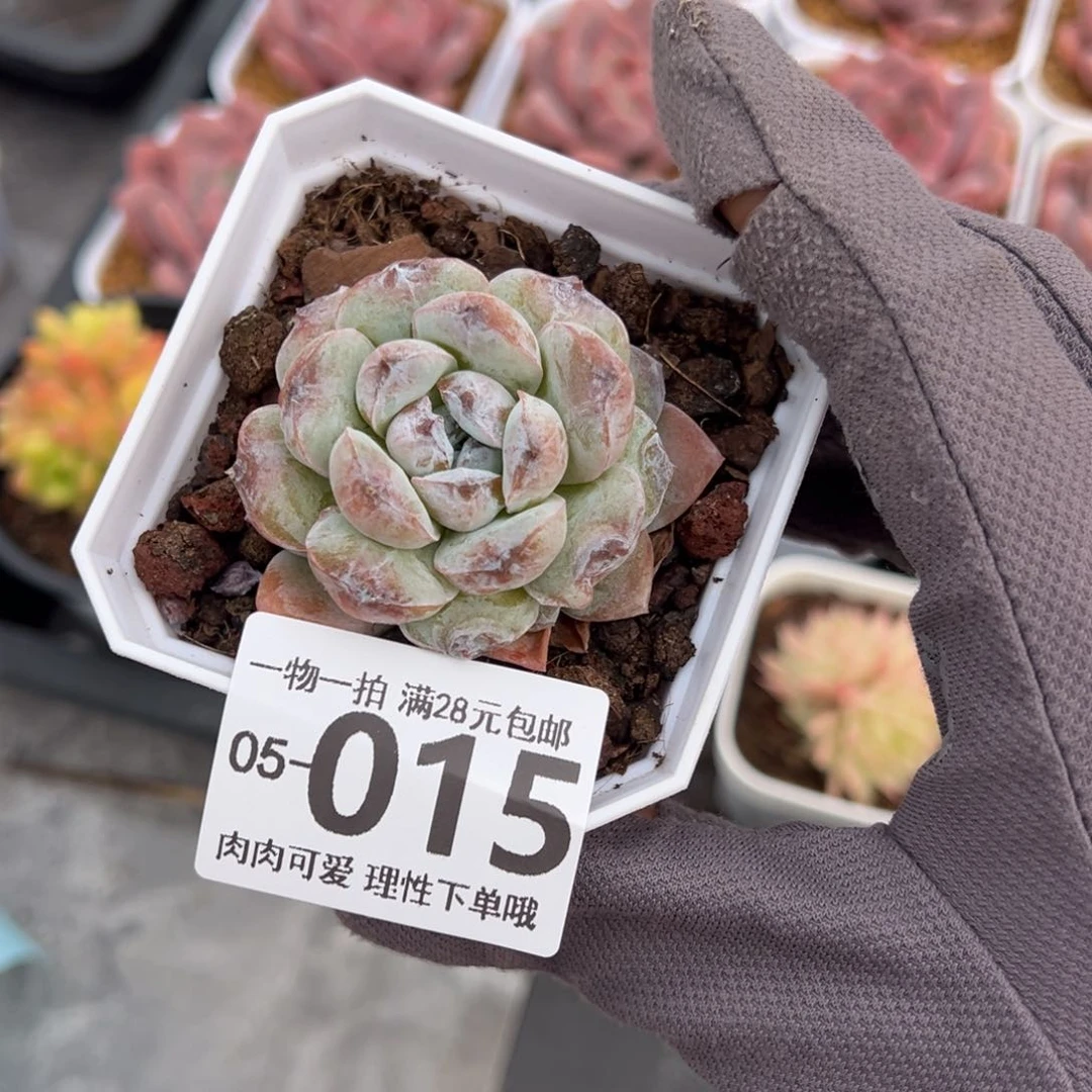 糖霜多肉多肉多肉多肉
