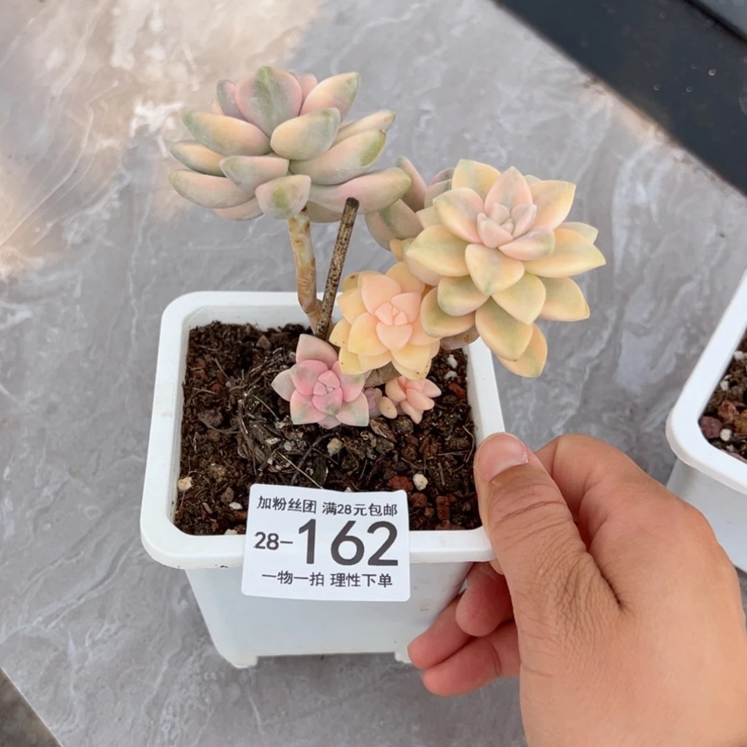 【闪购商品】✨**花美杏锦