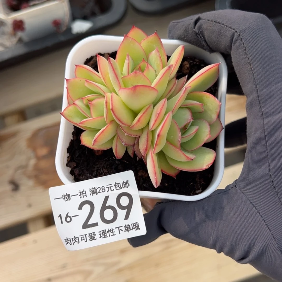 【闪购商品】牡丹亭多肉