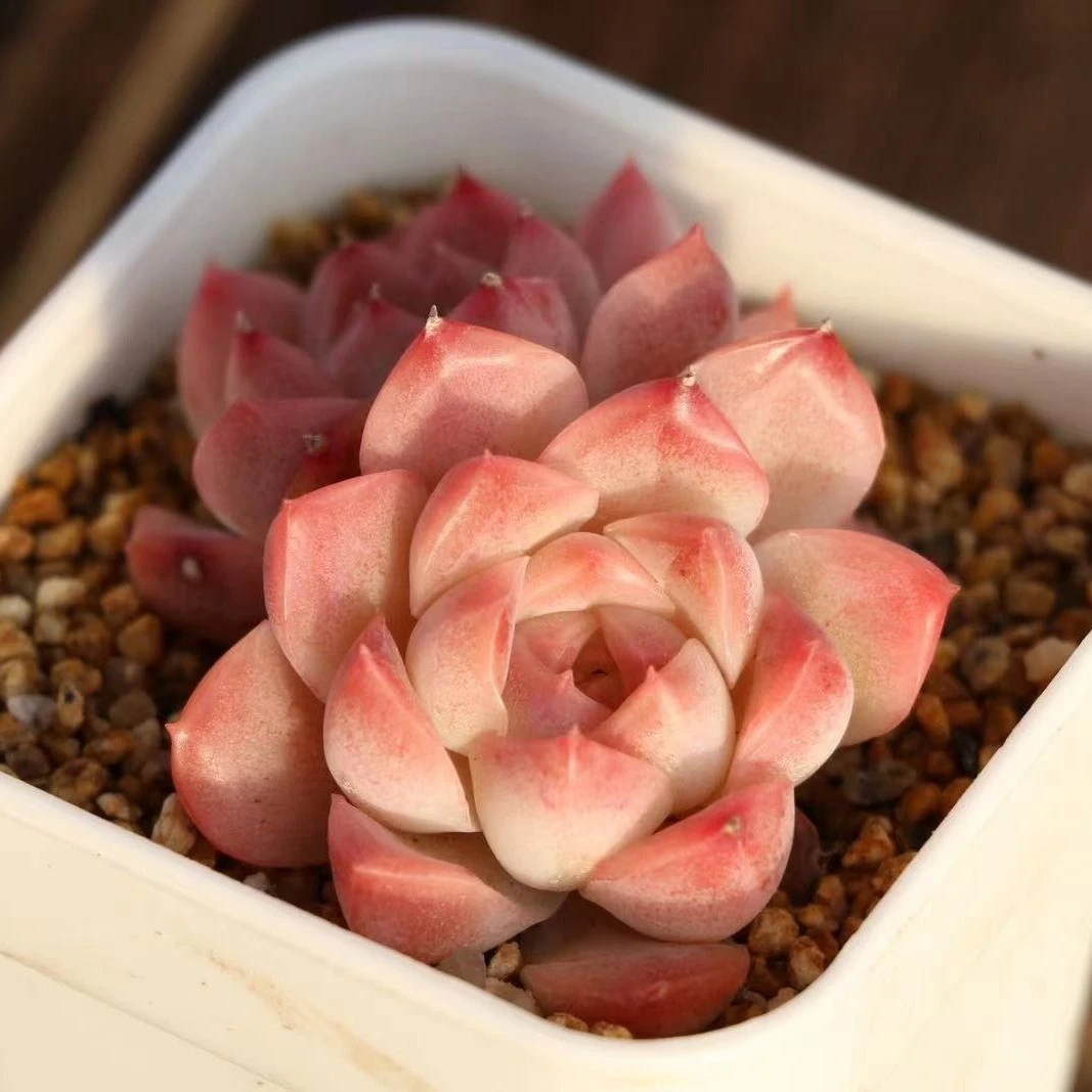 《2》满28包邮熙门多肉一物一拍趣味阳台易养活养护脱土裸根