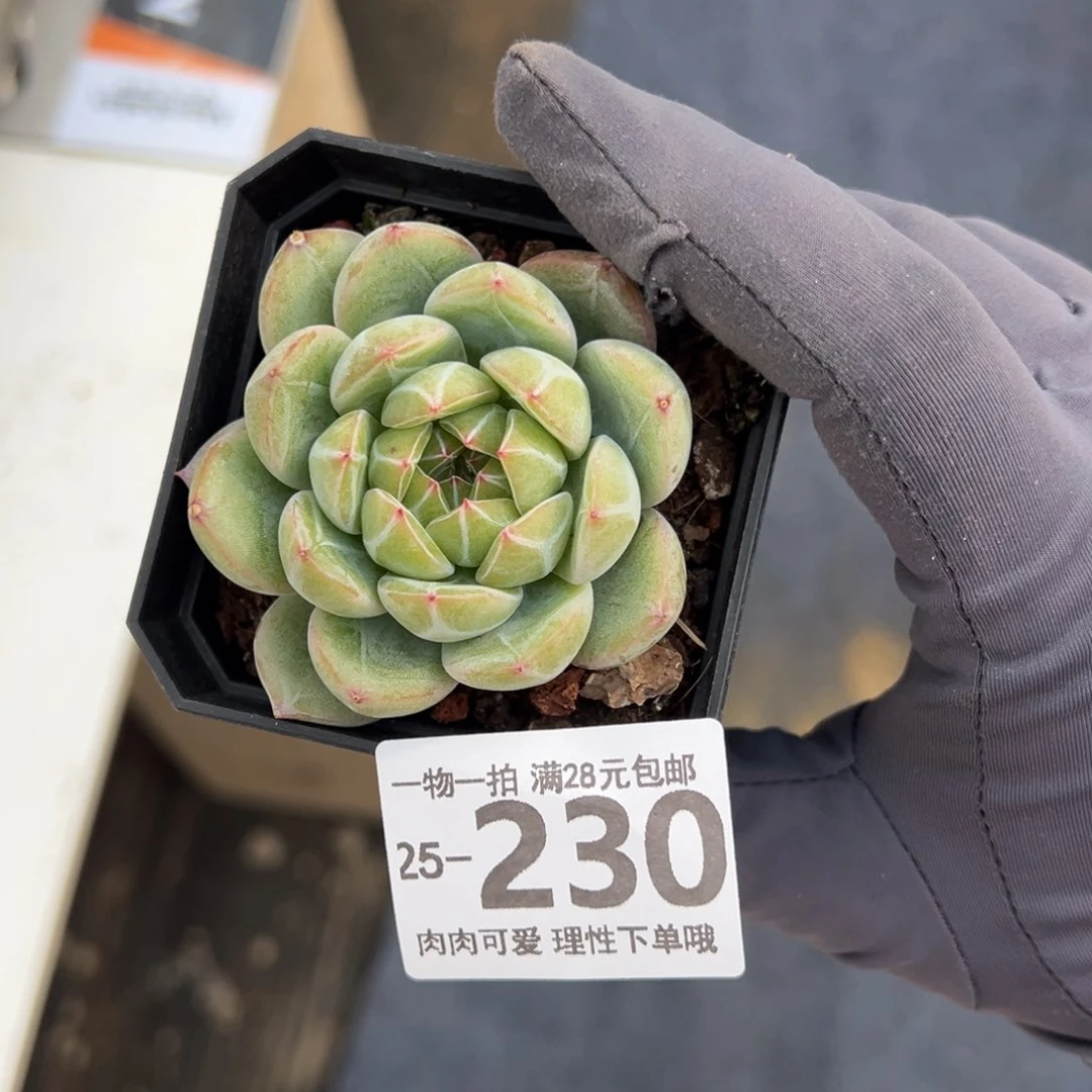 【闪购商品】雪花珍妮多肉