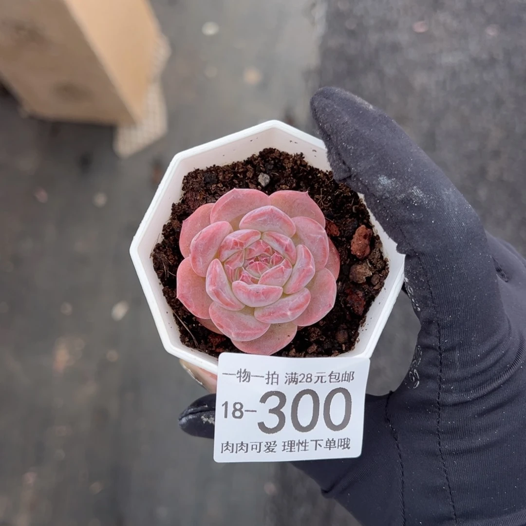 【闪购商品】草莓果酱多肉