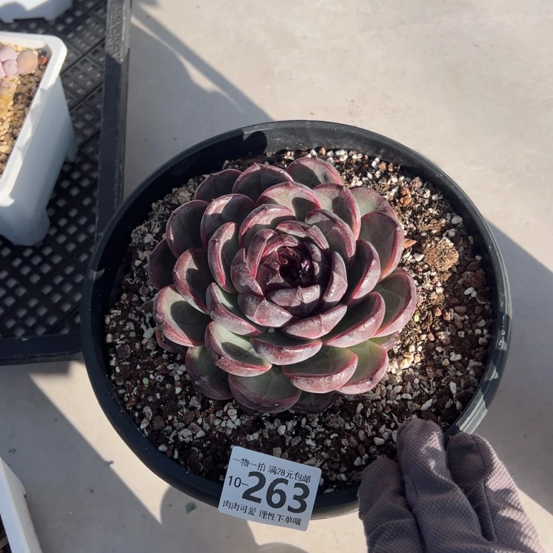 黑橙子多多肉多肉多肉