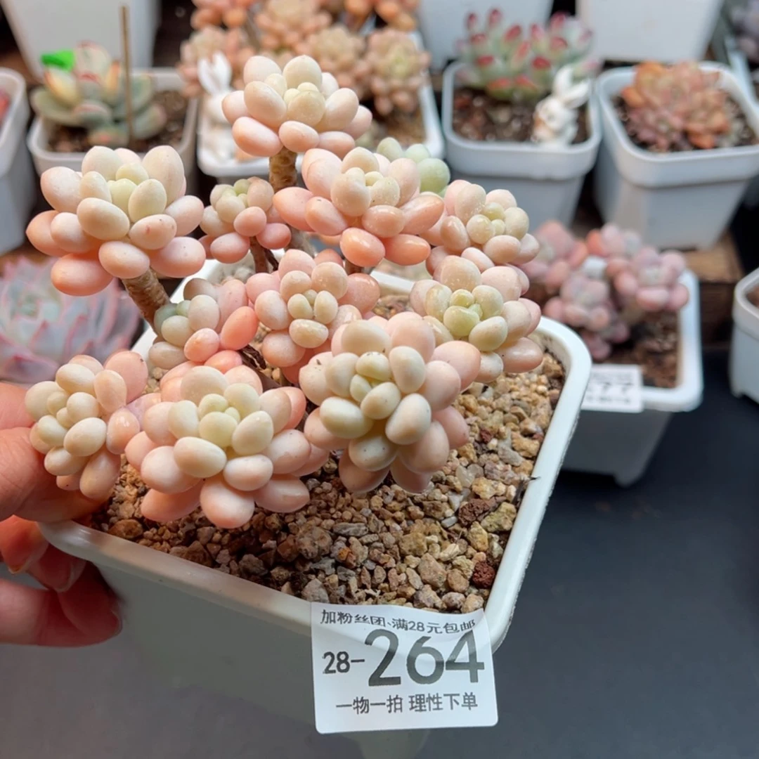 【闪购商品】芳*洛可可